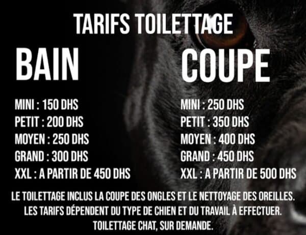 Tarifs de toilettage Aïdi : bain et coupe selon la taille du chien